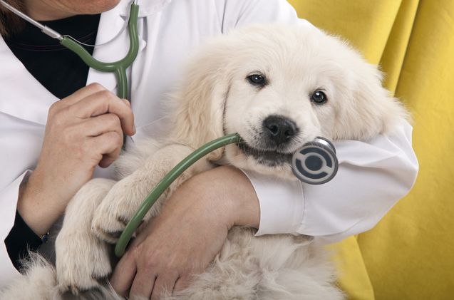 Consulta veterinaria a domicilio