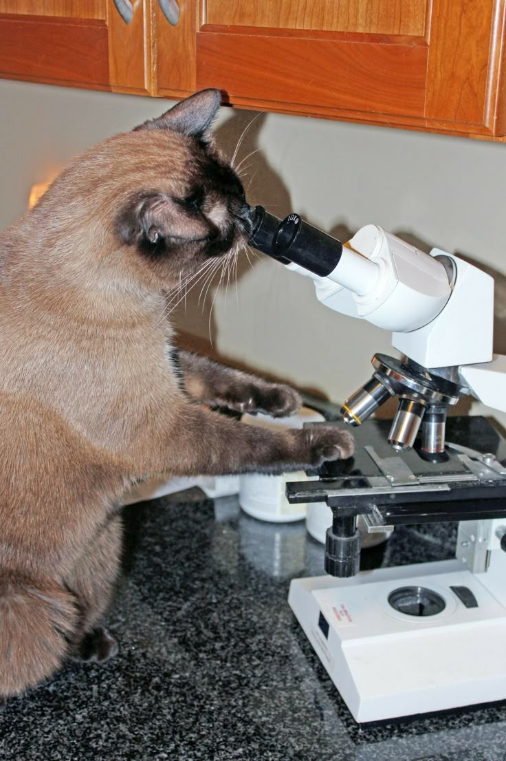 Exámenes de laboratorio