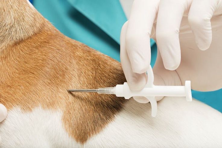 Colocación de microchip